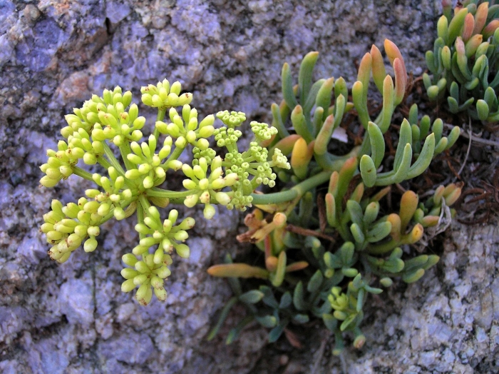 Crassula ovata
