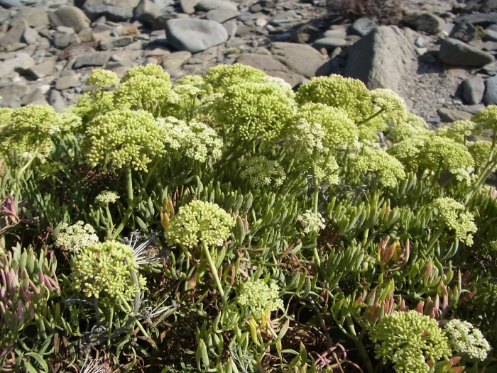 Cenolophium denudatum