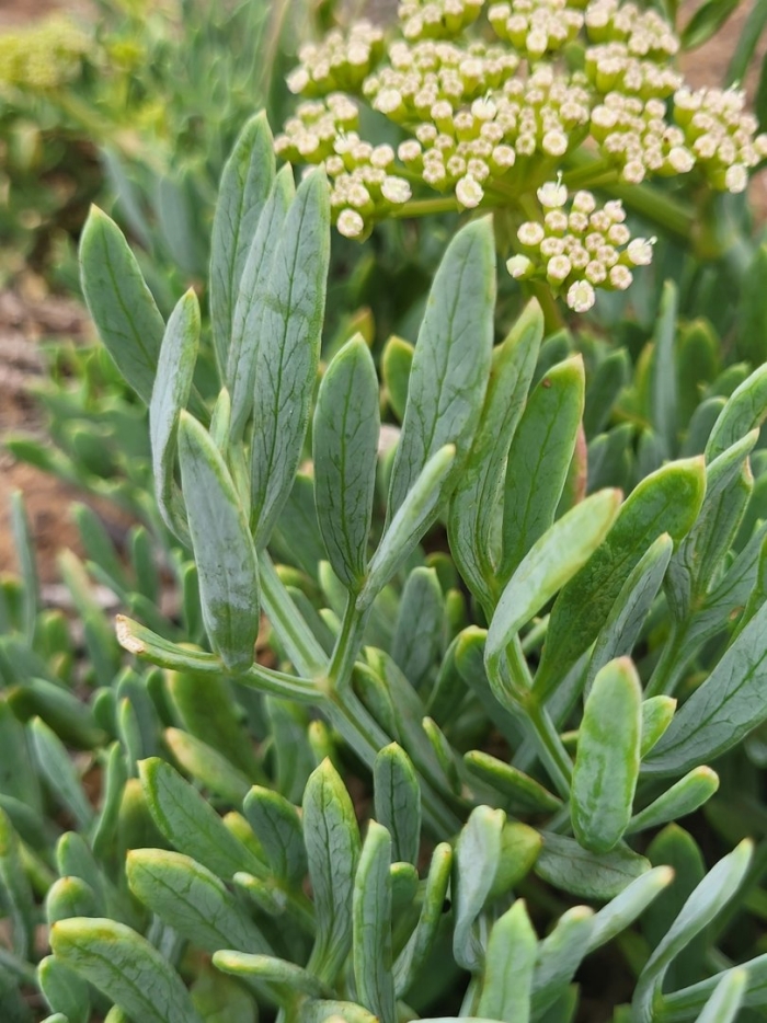 Pancratium maritimum