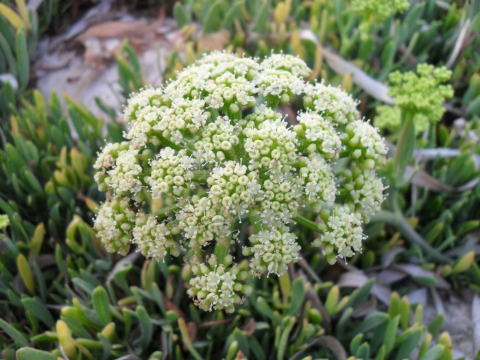 Crithmum maritimum