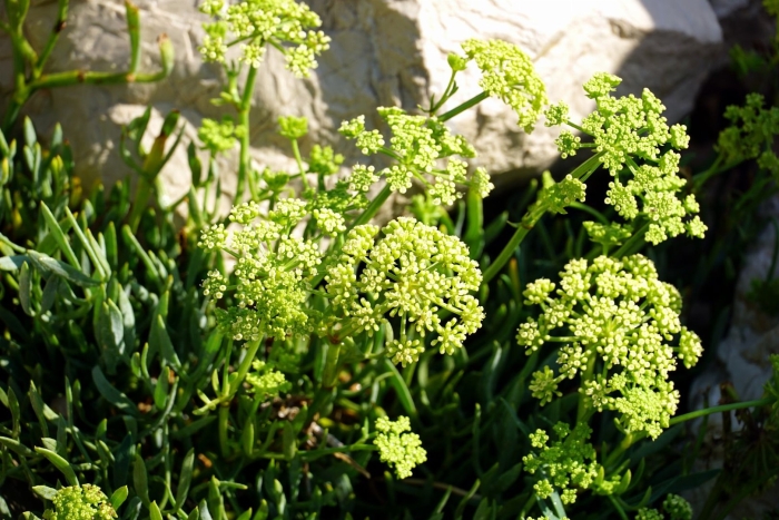 Критмум морской