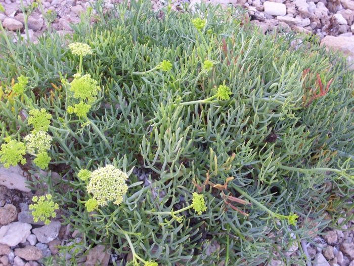 Sea fennel - морской фенхель