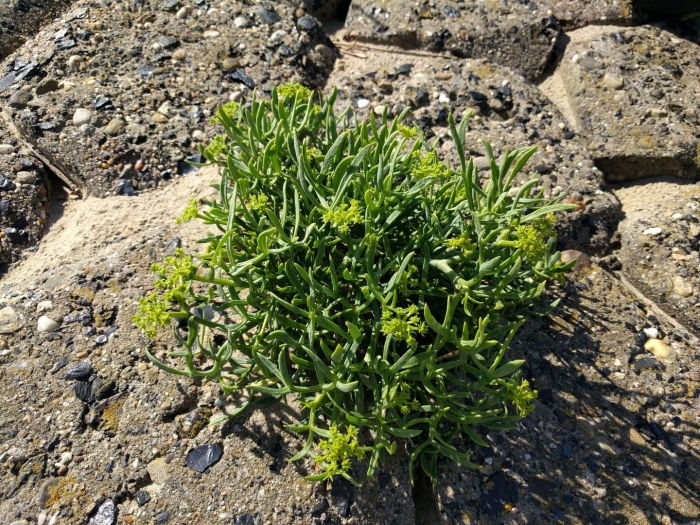 Euphorbia mauritanica crest