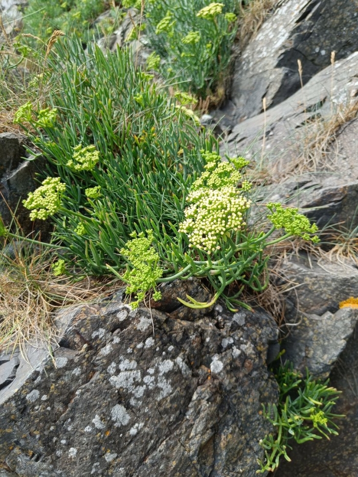 Морской фенхель