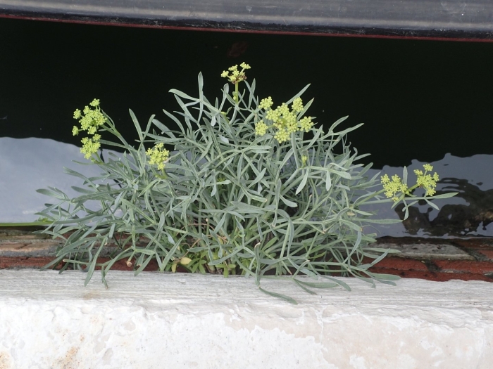Вайда красильная (isatis tinctoria)