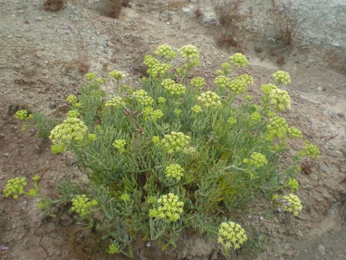 Crithmum maritimum