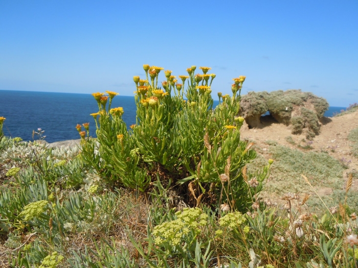 Limbarda crithmoides