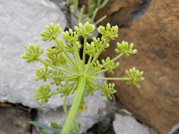 Lomatium dissectum