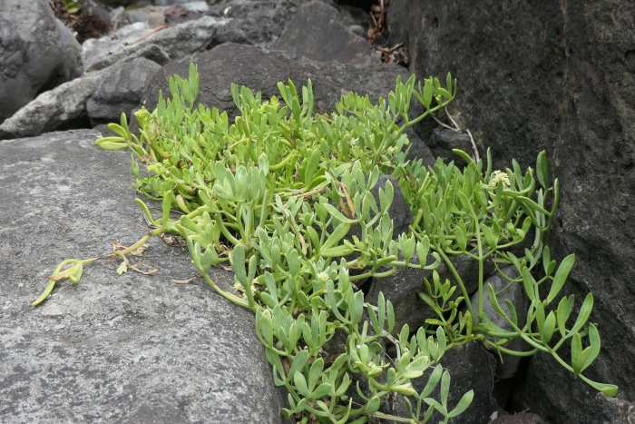 Senecio crassissimus
