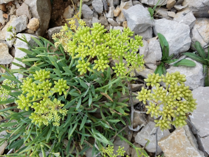 Crithmum maritimum