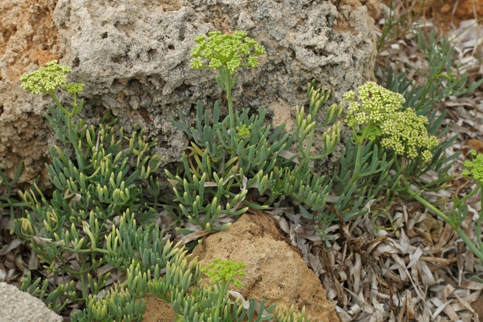 Критмум морской (crithmum maritimum)