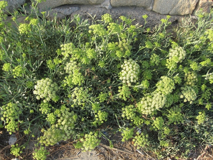 Crithmum maritimum