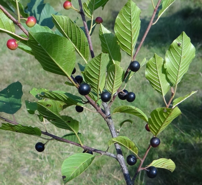 Frangula alnus