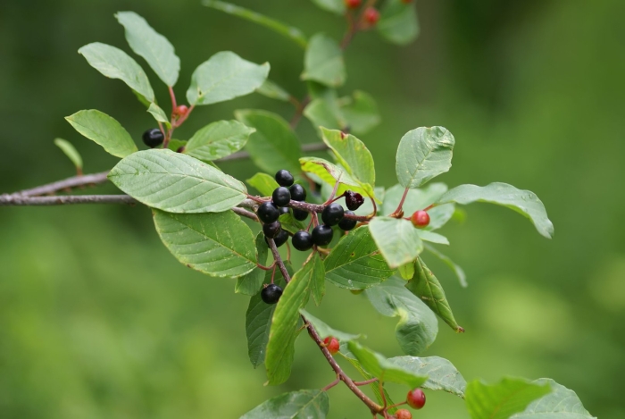 Крушина ломкая ольховидная