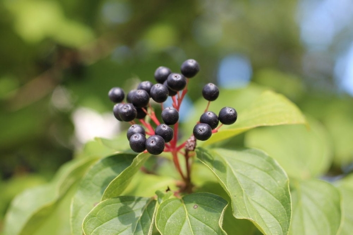 Cornus sanguinea
