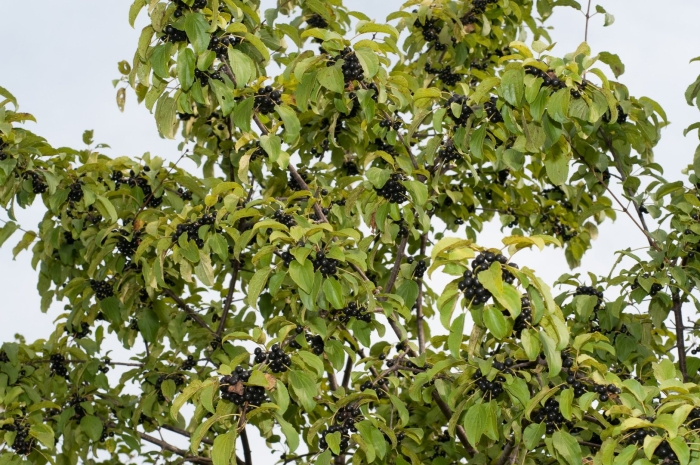 Жостер слабительный (rhamnus cathartica l.)