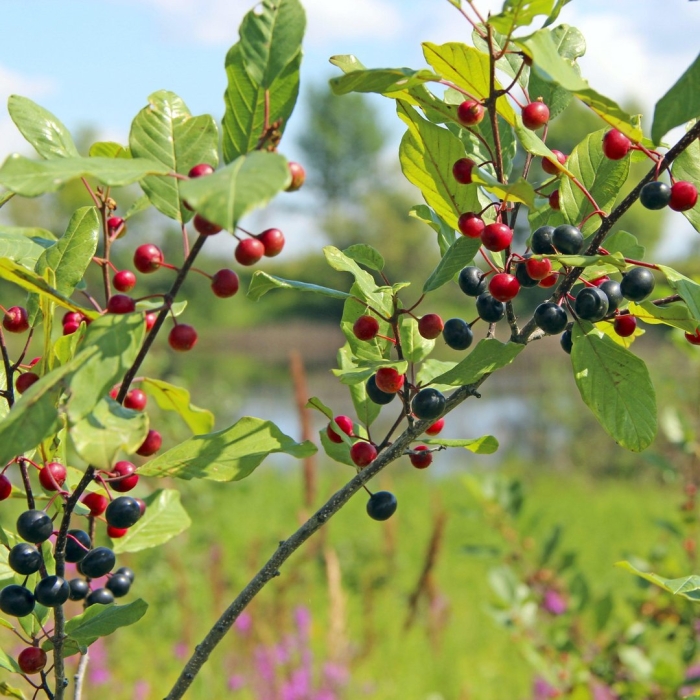 Куст волчья ягода