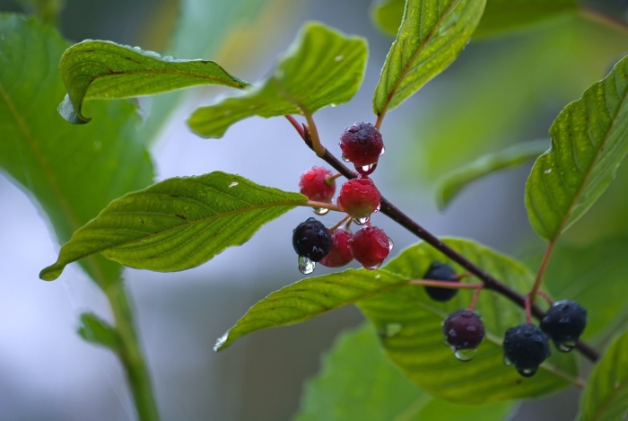 Крушина ломкая