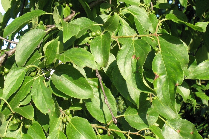 Жостер вечнозелёный