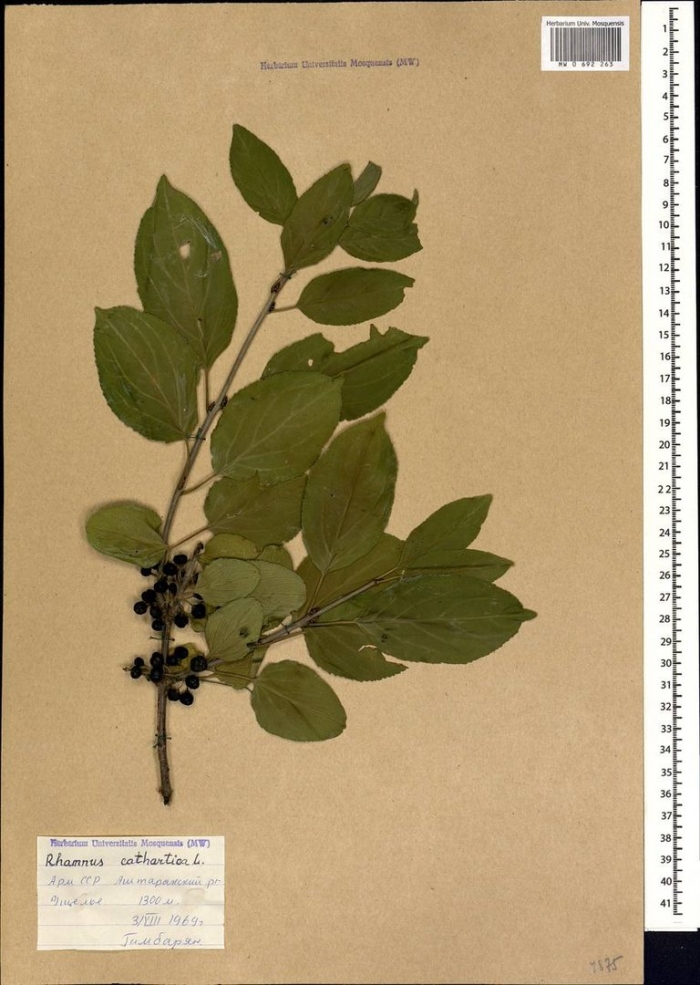 Жостер слабительный (rhamnus cathartica)