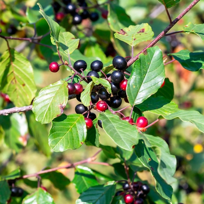 Крушина ломкая жостер