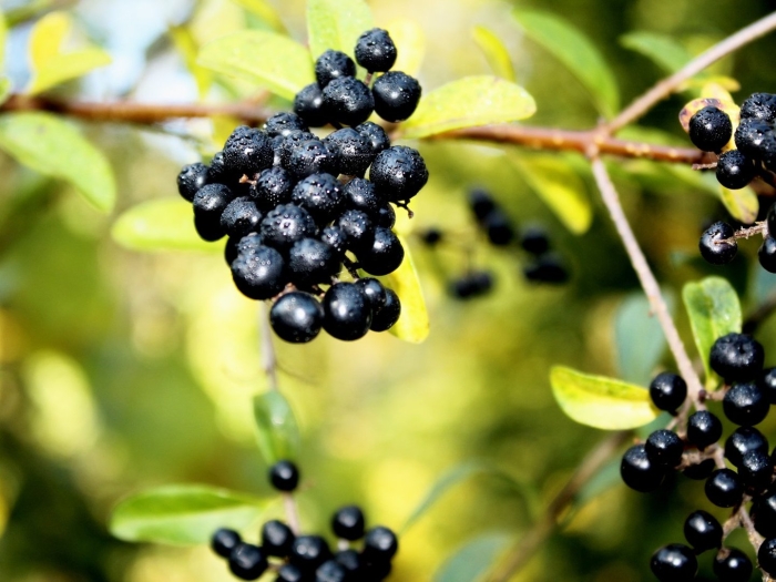 Волчья ягода бирючина