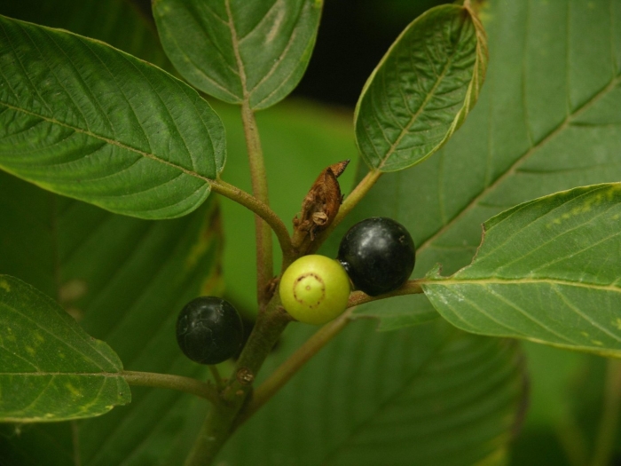 Rhamnus purshiana