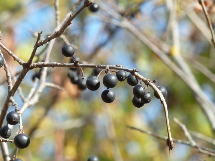 Черная ягода