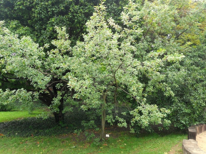 Рябина мучнистая (sorbus aria)