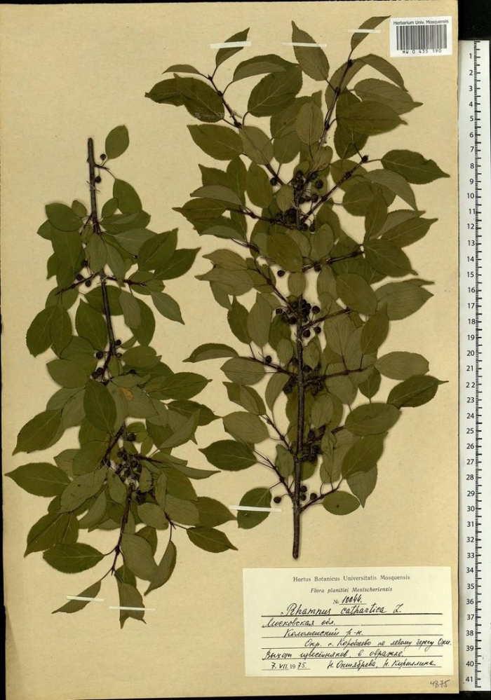 Rhamnus cathartica l