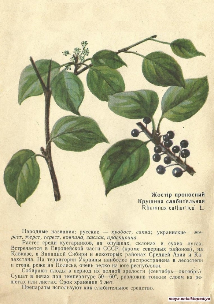 Жостер слабительный