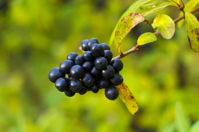 Ягоды жостера