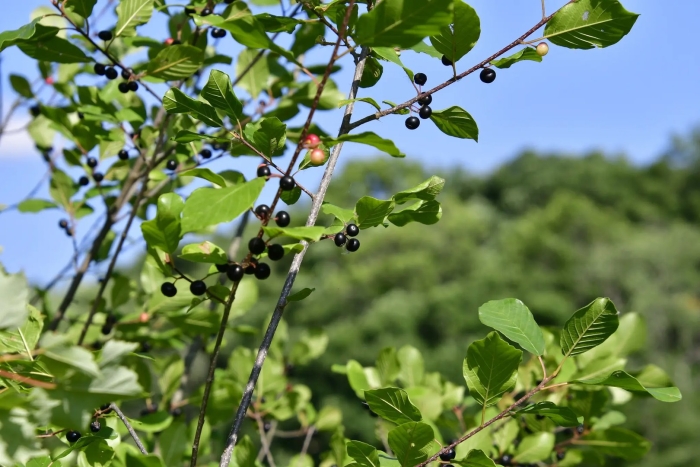 Крушина растение