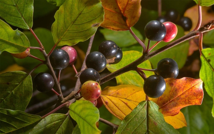 Крушина ломкая волчья ягода