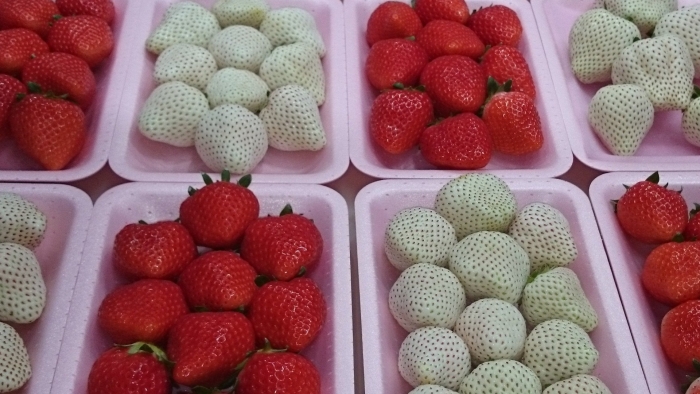 Клубника sembikiya queen