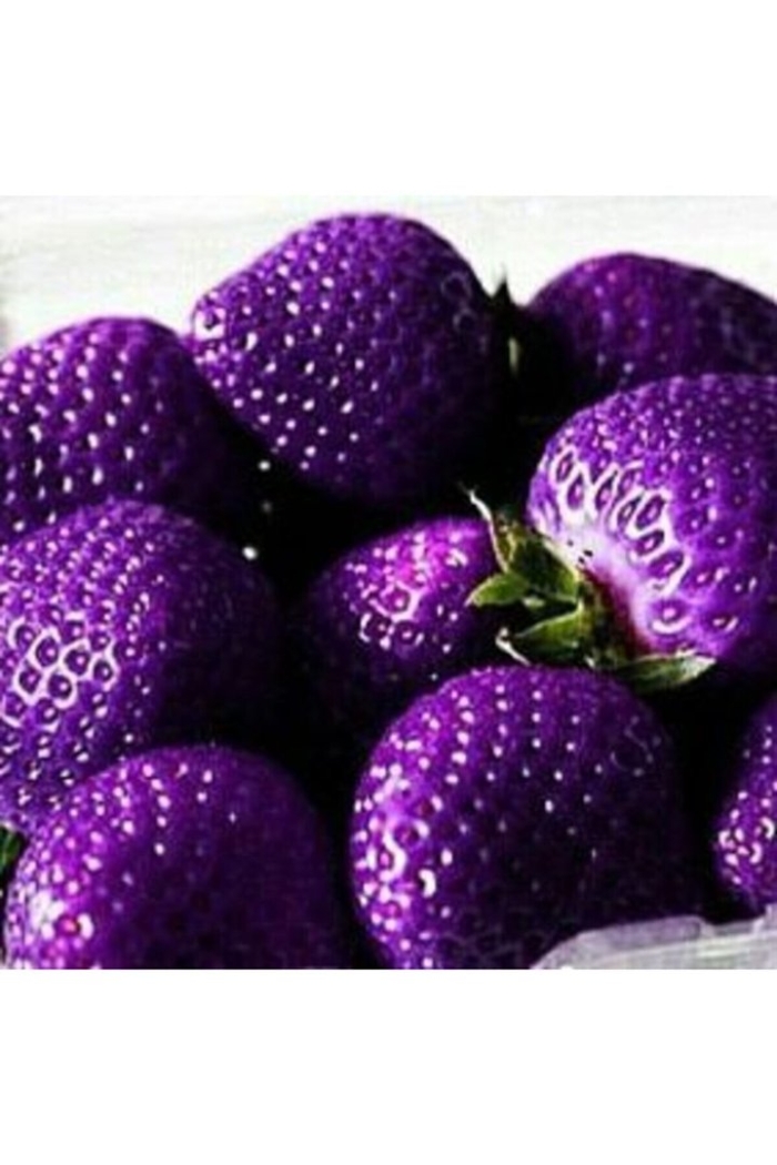 Фиолетовая клубника