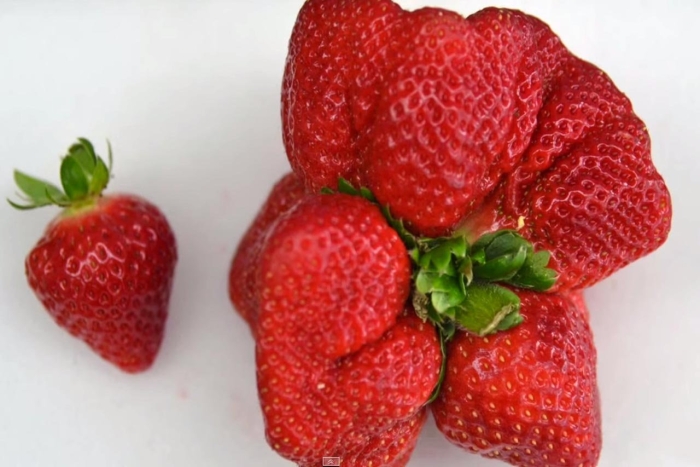 Клубника коджи накао