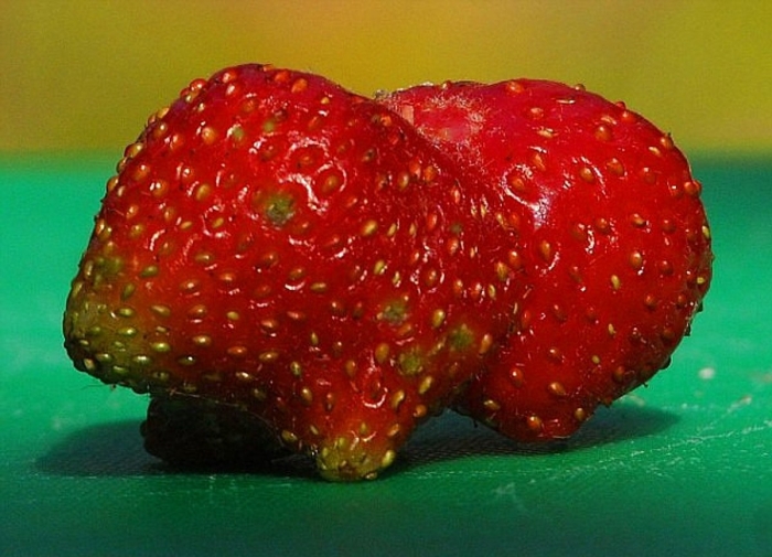 Клубника необычная