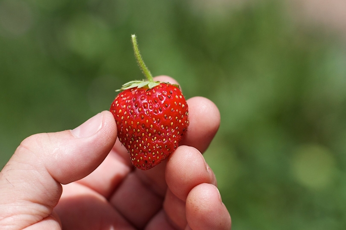 Клубника рубин