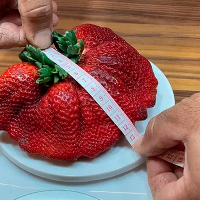 Самая большая клубника в мире