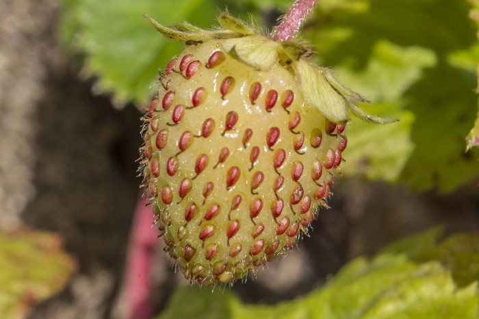 Желтая клубника