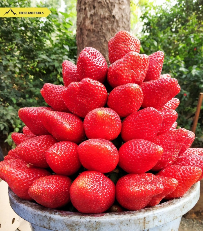 Клубника большая