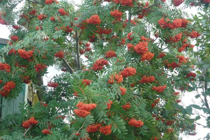 Рябина обыкновенная невежинская