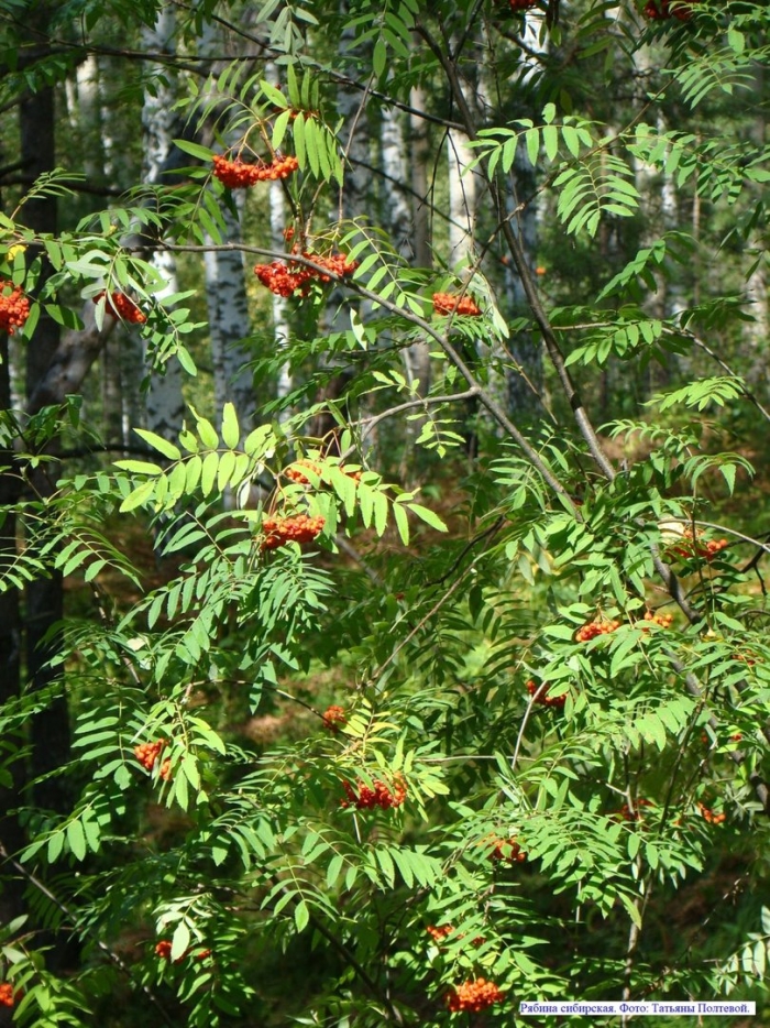 Рябина обыкновенная