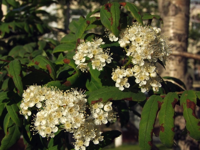 Sorbus aucuparia цветет