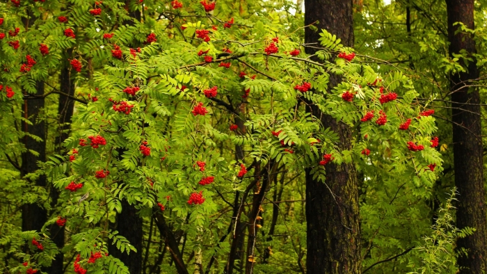 Рябина обыкновенная пендула