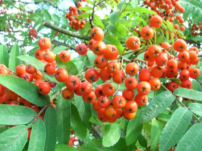 Рябина сибирская (sorbus sibirica)
