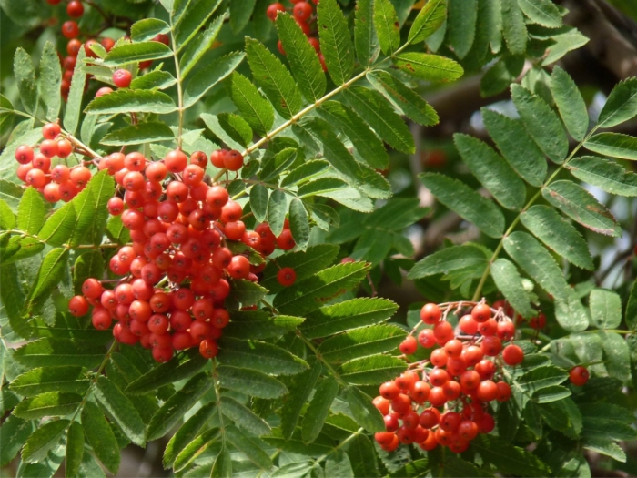 Sorbus aucuparia