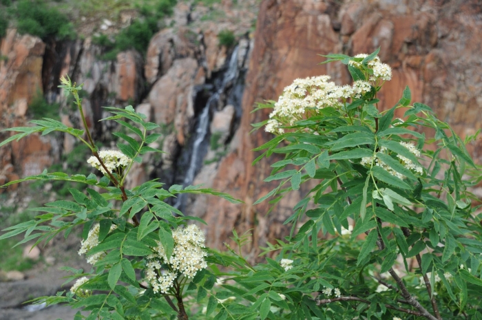 Sorbus pohuashanensis