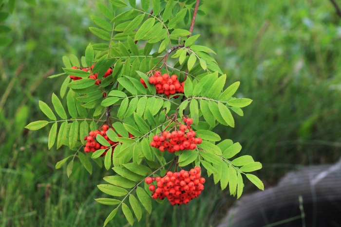 Рябина обыкновенная дерево